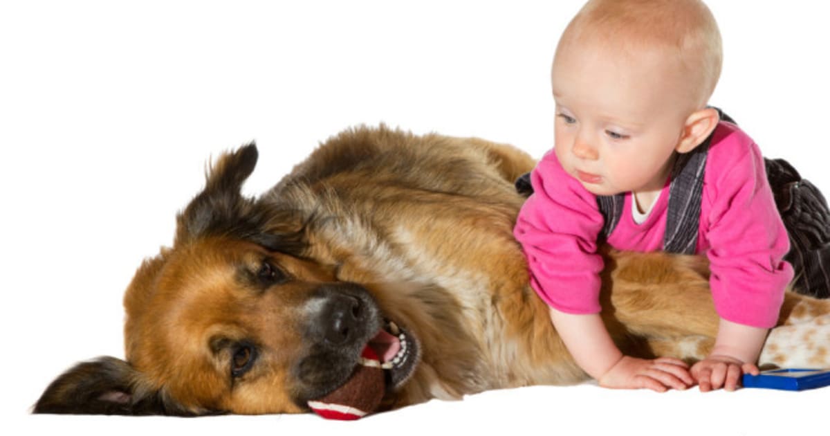 Pets Good For Kids: Children Raised With Dogs Found To Be Healthier ...