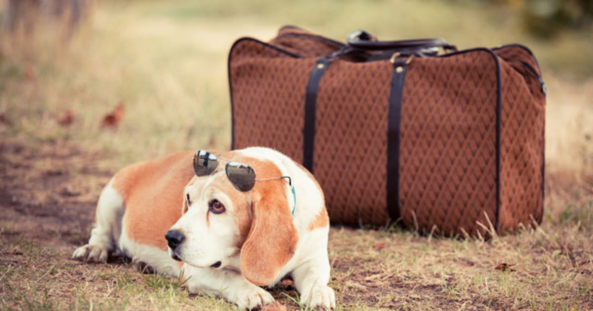 pet-travel-how-to-take-your-pet-with-you-during-the-holidays