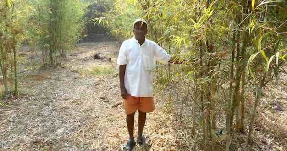 Bamboo Farming Is Changing The Rural Economy In Konkan