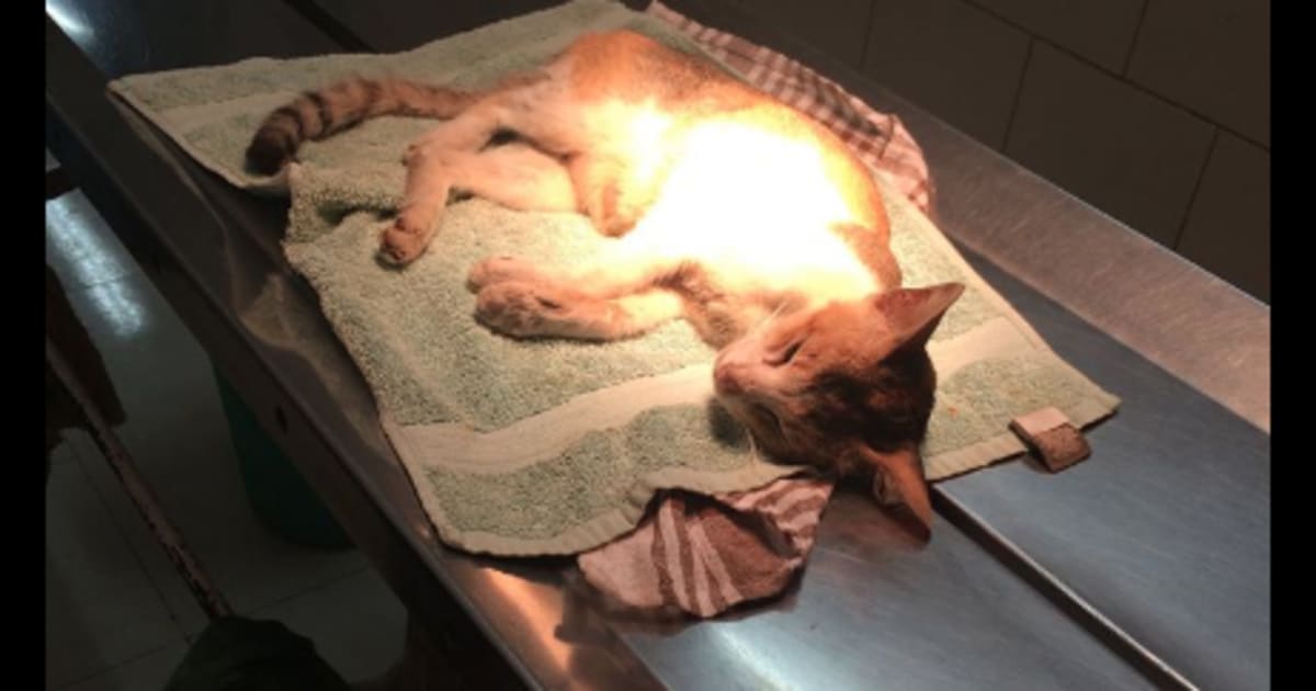 Sad Mother Cat Dies After Human Mows Down One of Her Kittens And Throws