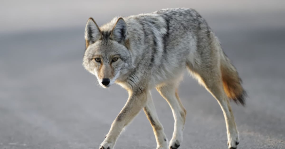 Vancouver Coyote Sightings On The Rise | HuffPost Canada