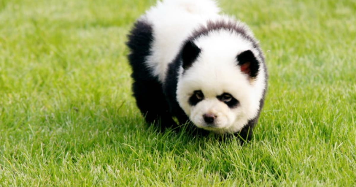 Panda Dogs Are Dogs That Look Like Pandas (PHOTOS)