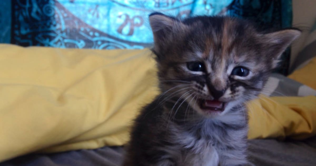 Purrmanently Sad Cat Will Always Be Sad Photos Huffpost Canada