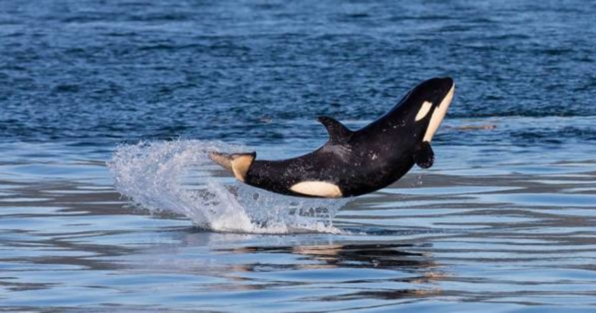 B.C. Orca Baby Shows Off Near Vancouver Island