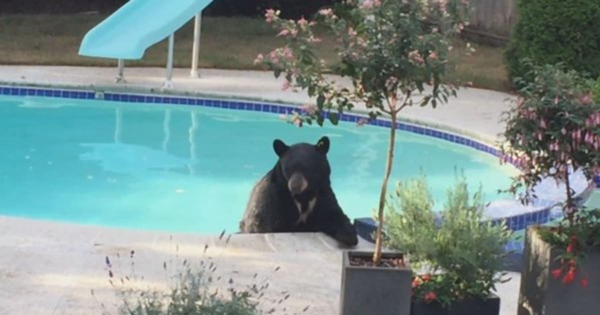 North Vancouver Bear Cools Off In Backyard Pool 