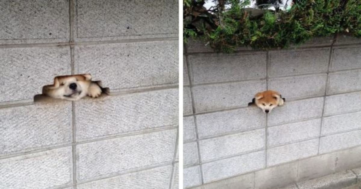 Dog Gets Stuck In A Wall, Still Looks Adorable HuffPost