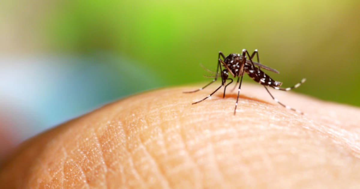 how-australia-is-stopping-dengue-infected-mosquitoes-spreading