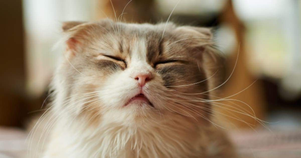  Why  Your Cat  Is Sneezing  HuffPost Canada