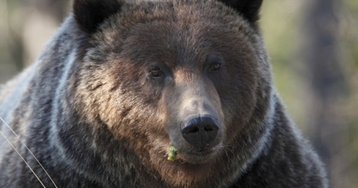 grizzly-bear-122-spotted-in-banff-national-park-huffpost-canada