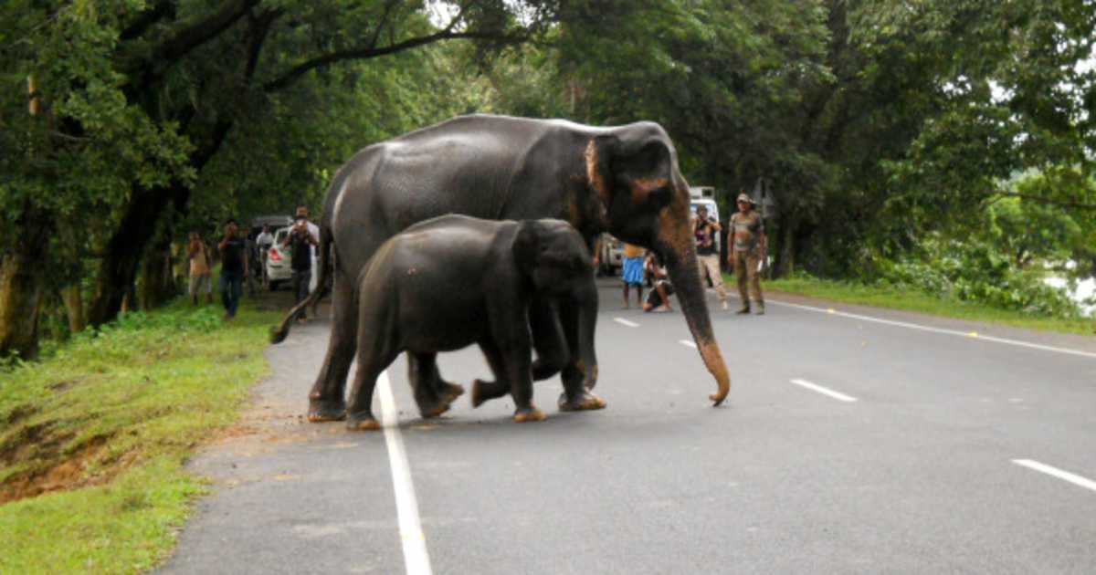 Man Animal Conflict In Tamil Nadu Gets No Attention From Any Political Party HuffPost India