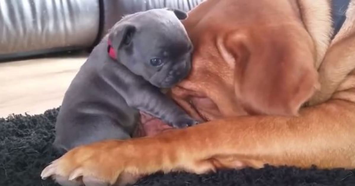 Puppy, Dog Share Lots Of Sleepy Cuddles (VIDEO) | HuffPost Canada