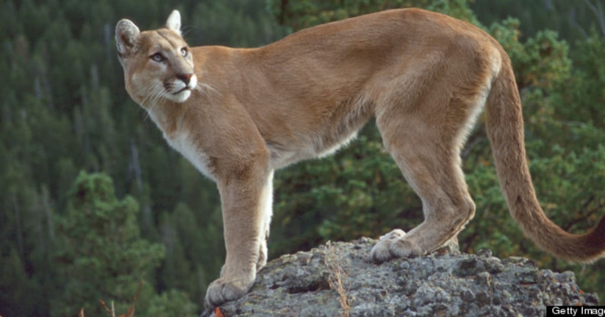 Cougar Shot In Coquitlam River Park