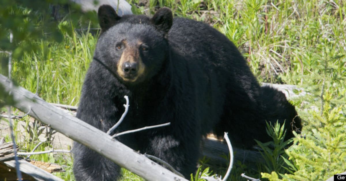 Black Bears Shot After Fighting At Coquitlam Home