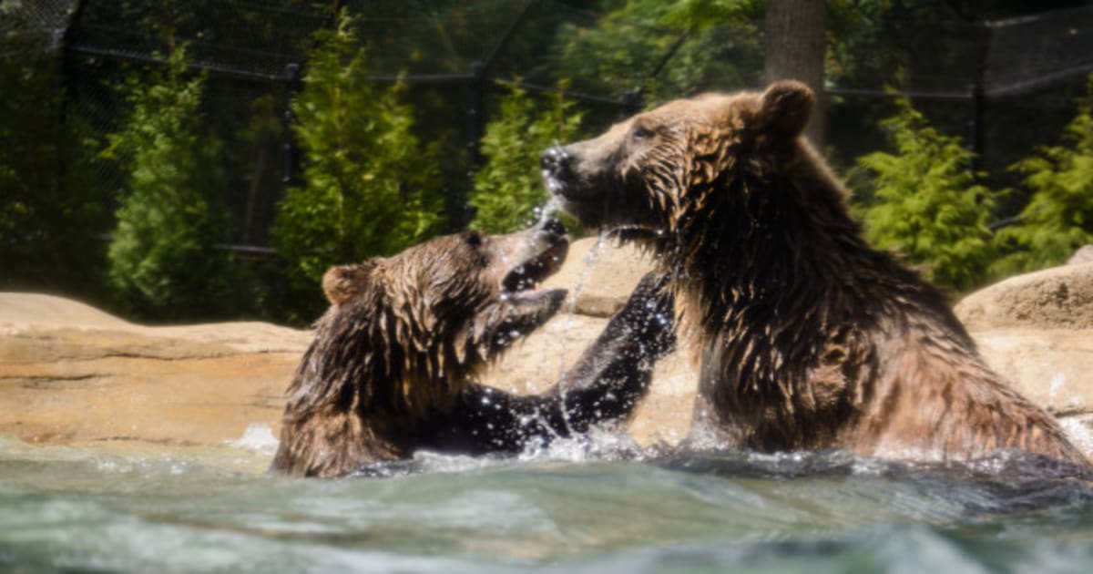 Grizzly Bear Mating To Benefit From Creston Corridor | HuffPost Canada