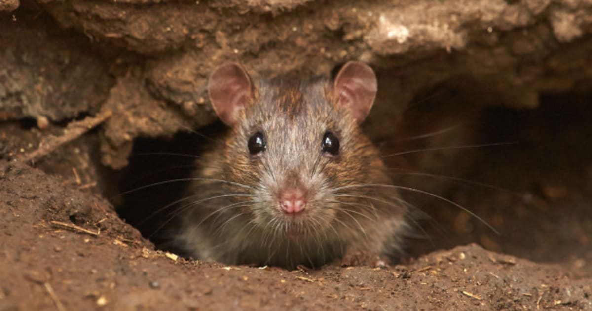 80 Dead Rats Found In Medicine Hat Landfill | HuffPost Canada