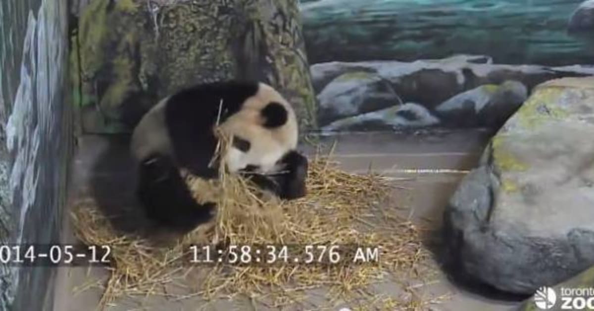 Toronto Panda Pregnant: Zoo Animal Showing 'Nesting' Behaviours (VIDEO)