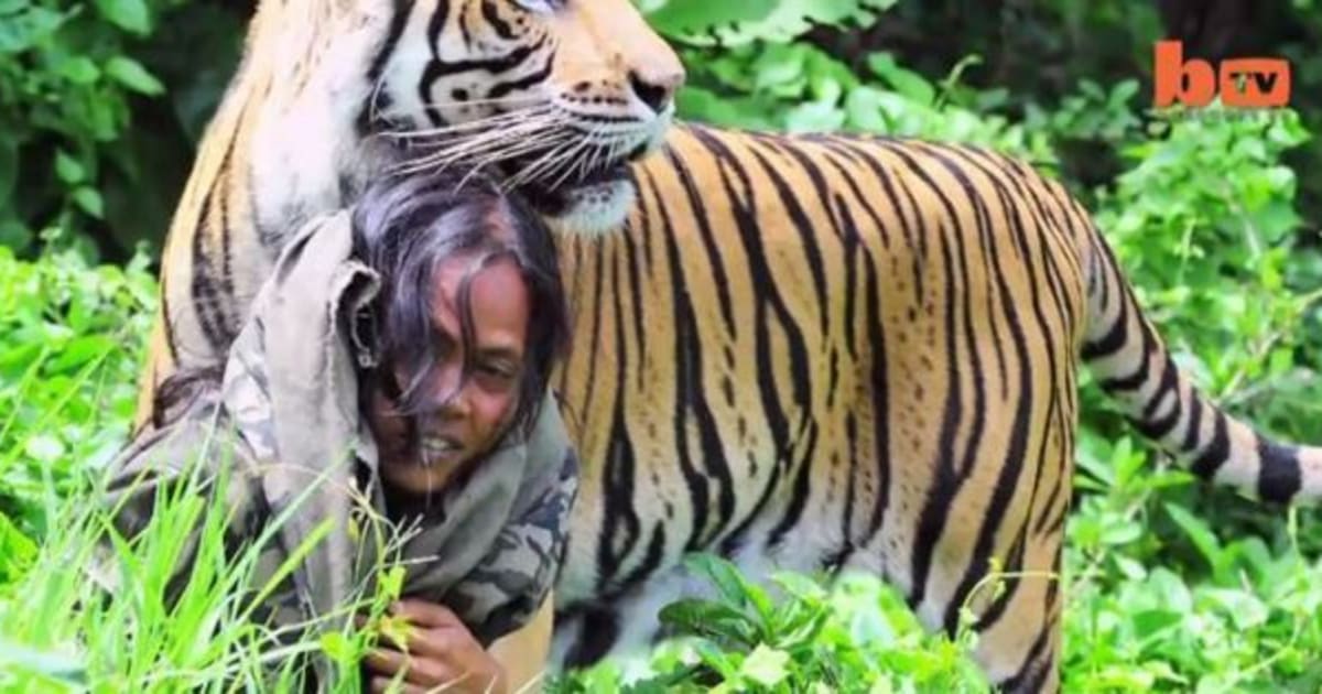 Indonesian Man Is Still Best Friends With Bengal Tiger (VIDEO ...