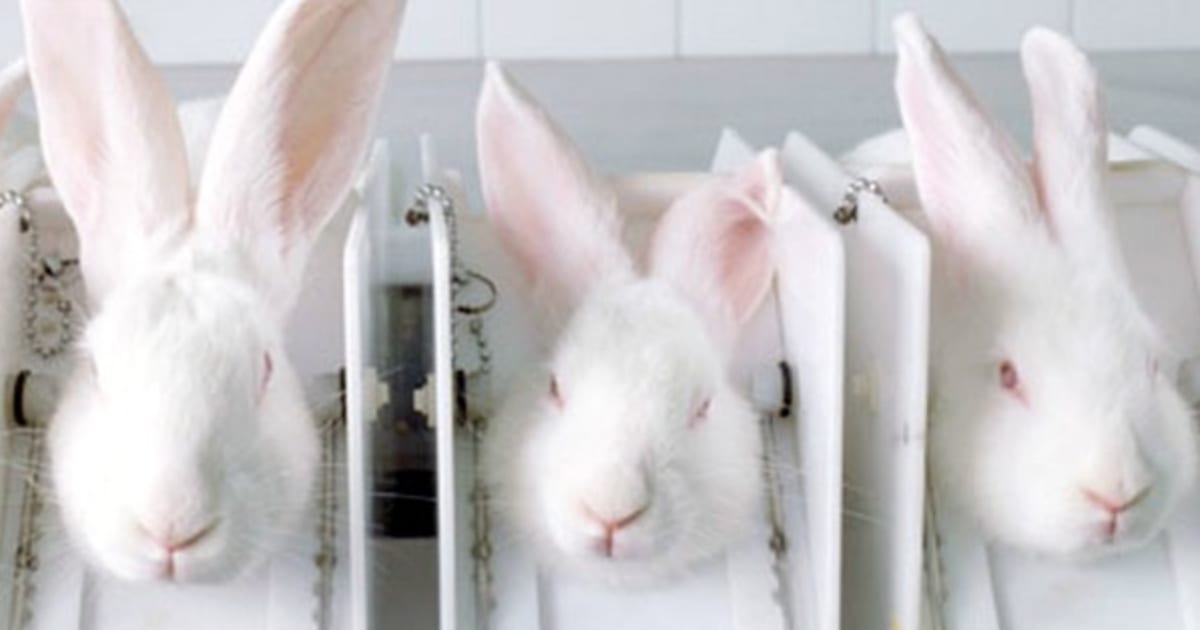 It Is Time Canada Banned Cosmetic Animal Testing