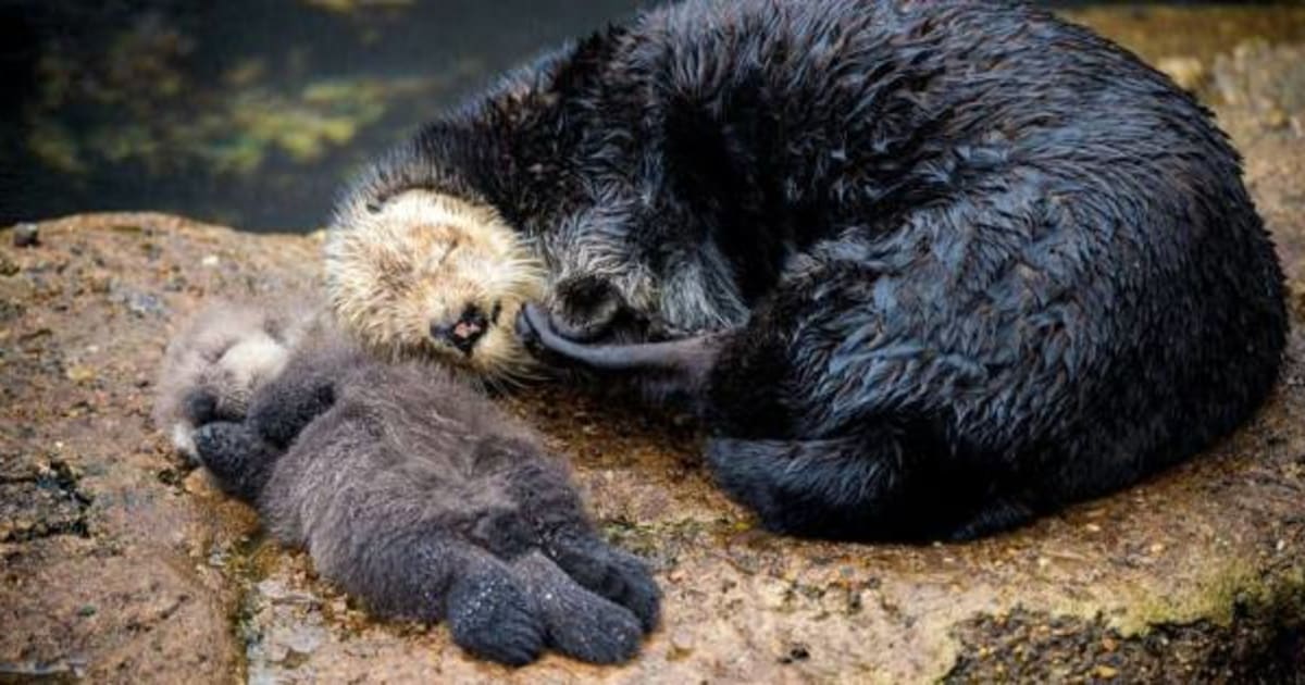 California Sea Otter Breaks Into Aquarium To Give Birth