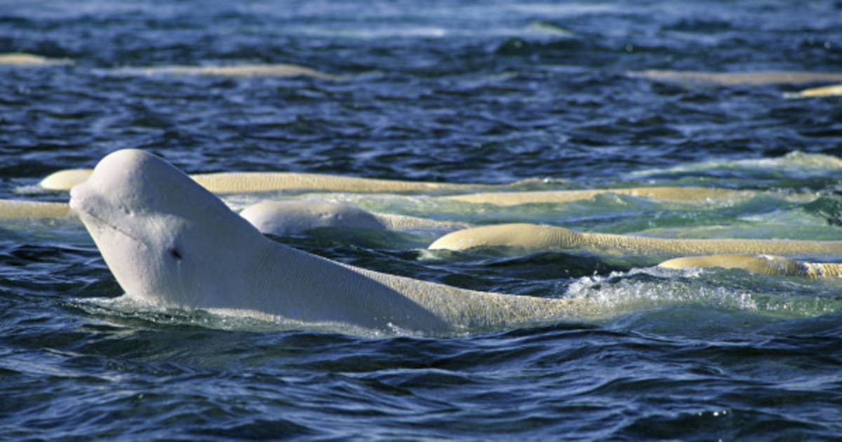 4 Ways To Keep Beluga Whales Swimming Wild And Free | HuffPost Canada