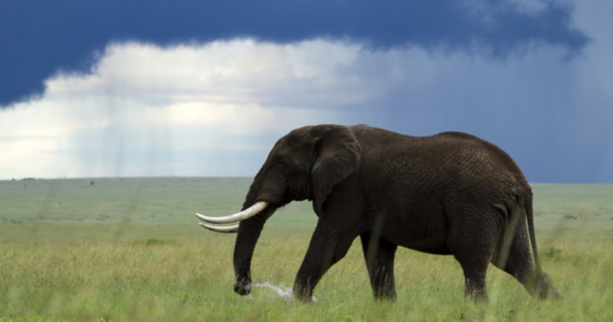 Join The Herd: Help Us Protect Elephants | HuffPost India