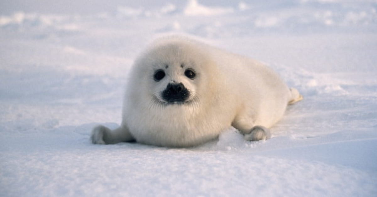 WATCH: Puppy Pulls Out His Best Seal Impression | HuffPost Canada