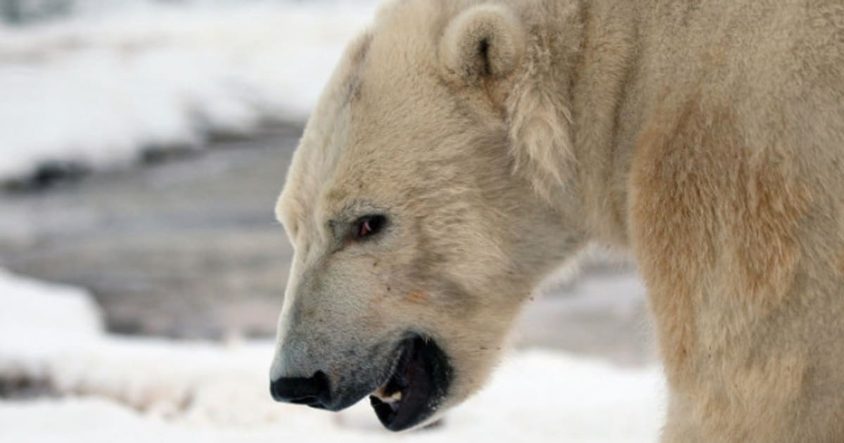 Polar Bears In Newfoundland And Labrador Getting Too Close For Comfort ...