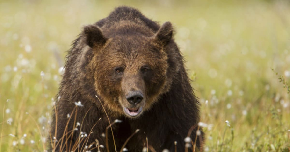 Second Alberta Bear Attack Sends Victim To Hospital | HuffPost Canada