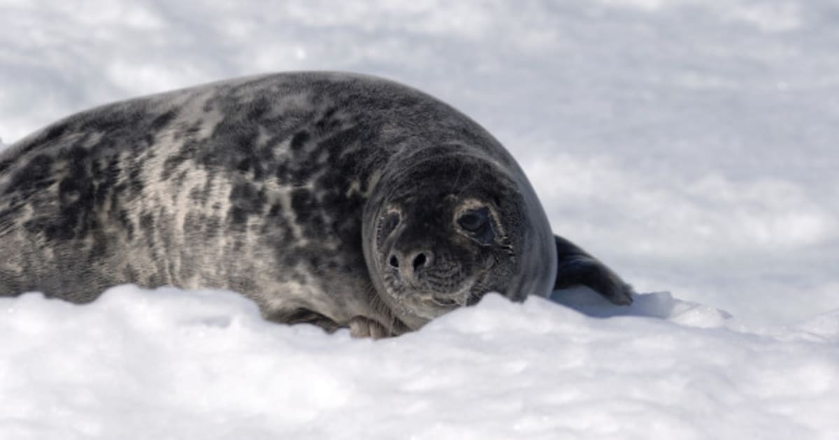 Canada Just Passed A New National Day Celebrating Seal Slaughter ...