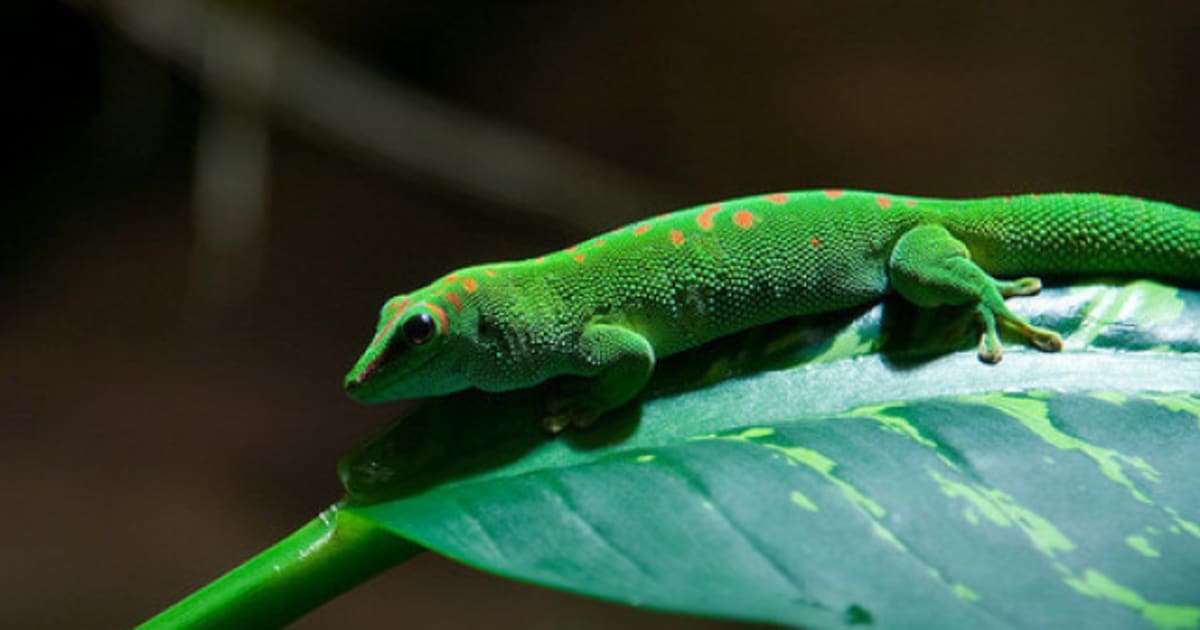 Simon Fraser Engineers Create Gecko-Inspired Space Robots