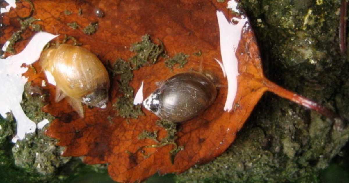 Banff Springs Snail; Banff , The Banff Springs Snail (P – RBMCRK