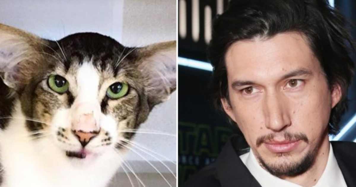 Cats That Look Like The Actor Adam Driver – QKXKE