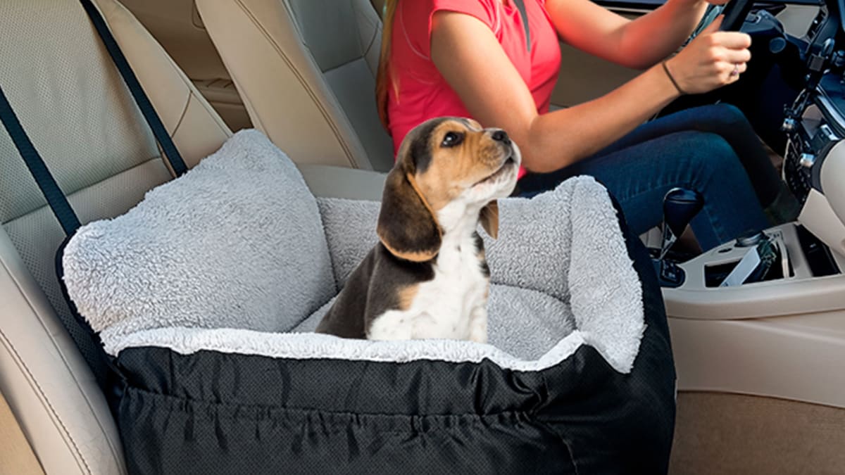 The best car dog seats of 2023 - Barnard Griffin Newsroom