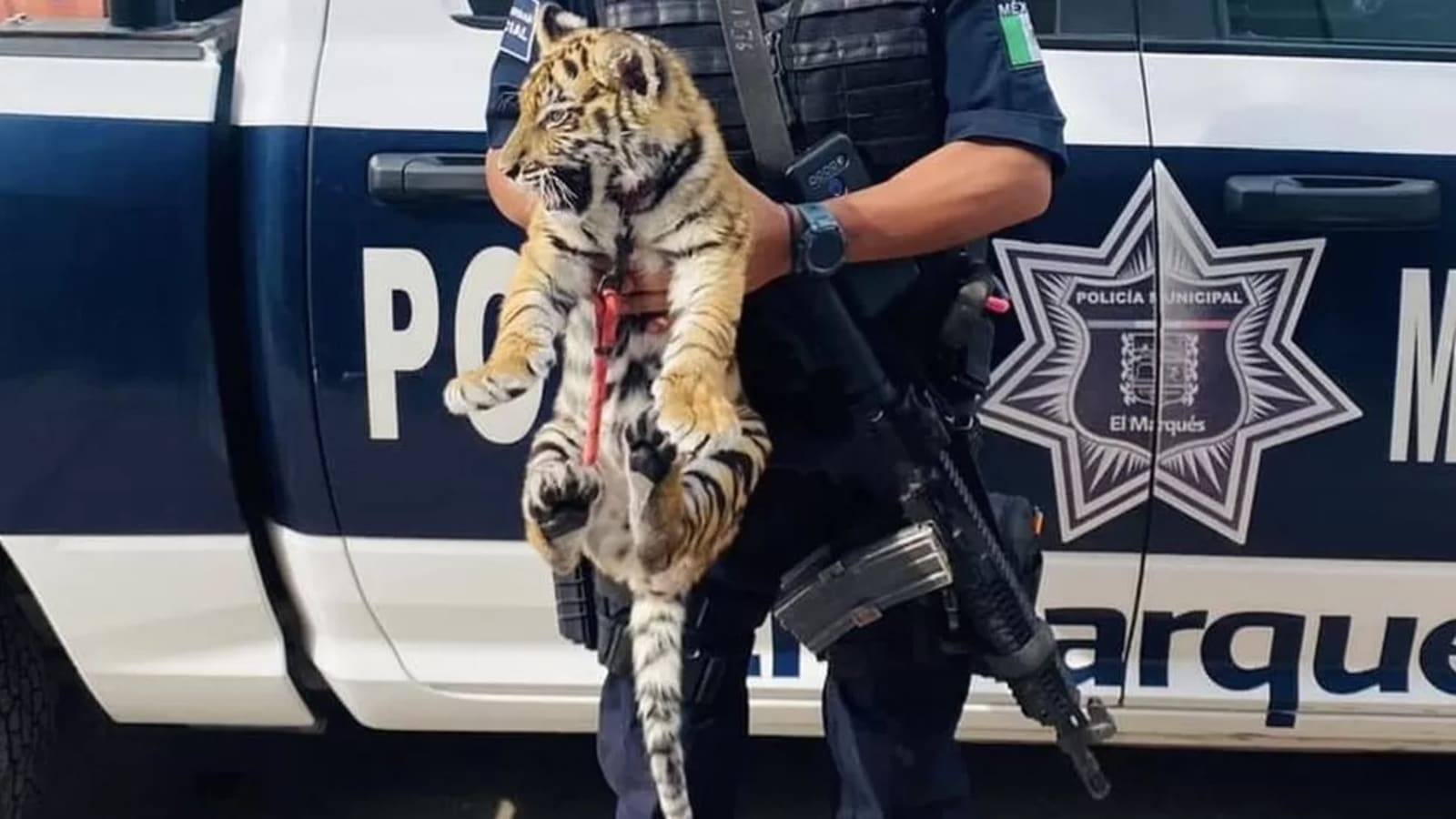 Tiger was found in the trunk of the car