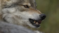 Bc Wolf Cull | HuffPost Canada