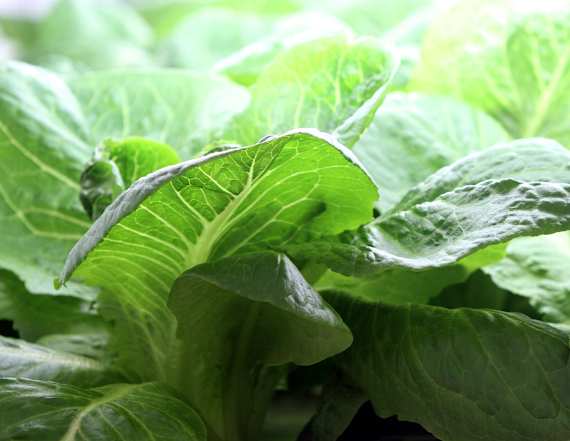 Romaine lettuce linked to fatal E. coli outbreak