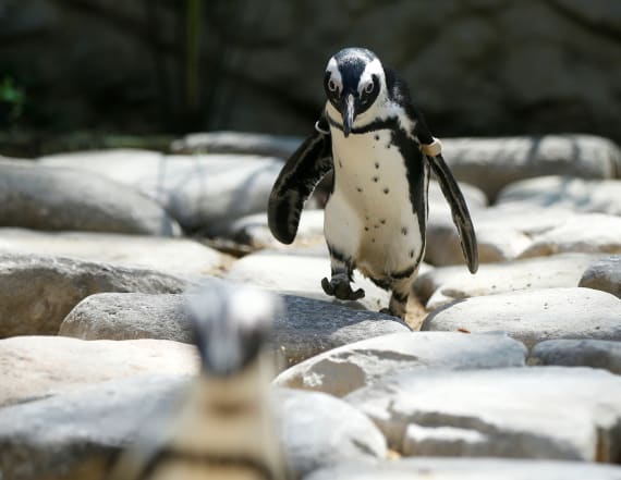 African penguins threatened by climate change