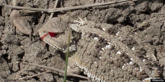 Greater Short-Horned Lizard Shoots Blood From Eyes To Discourage ...