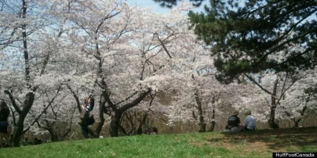 Spring Photos Hey Canada! Share Your Sunny Weather Pictures  HuffPost