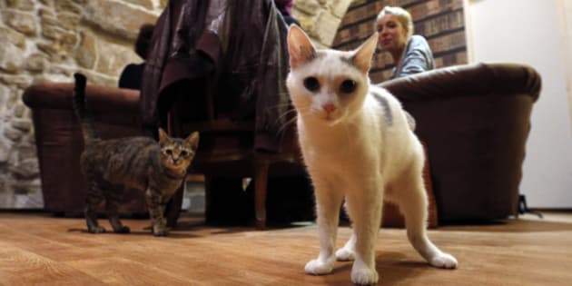  Paris  Cat  Cafe  Cafe  Des Chats Opens In City s Marais 