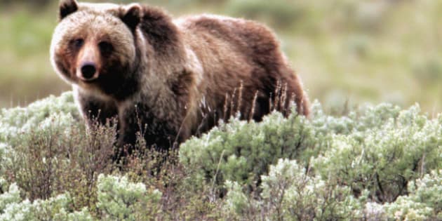 B.C. Grizzly Bear Attack Leaves Man In Serious Condition | HuffPost Canada