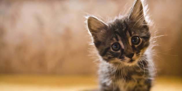 Es Legal Tener Un Gato Caracal En España