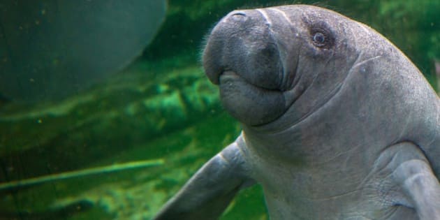 Manatees Hit Record Numbers After Conservation Efforts