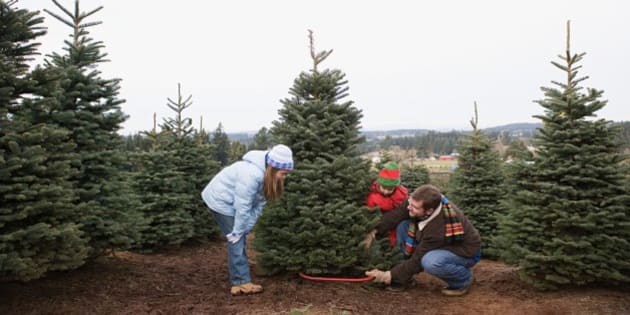 Save The Environment, Chop Down A Real Christmas Tree