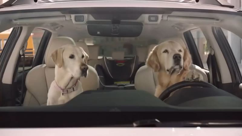 dogs-drive-subaru.jpg