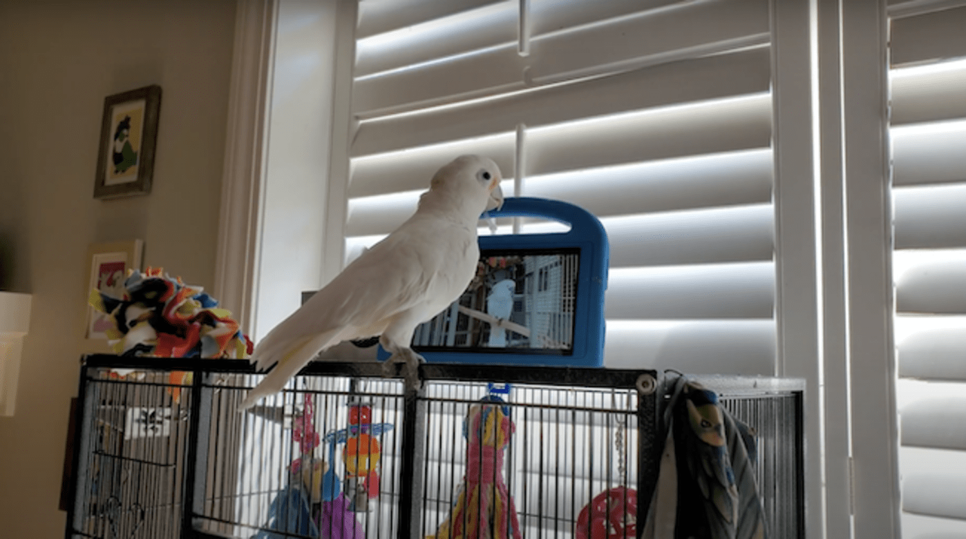 Captive parrots seem to enjoy video chatting with friends on Messenger