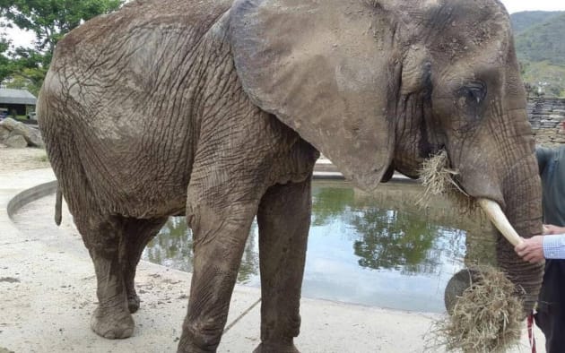 Cuando aparecieron las fotos de una elefanta esquelética de 48 años de edad, de nombre Ruperta, en el Zoológico Caricuao de Venezuela el año pasado, llegaron a los titulares internacionales, tanto en periódicos como en redes sociales. (Roman Camacho / Miami Herald / TNS a través de Getty Images) 