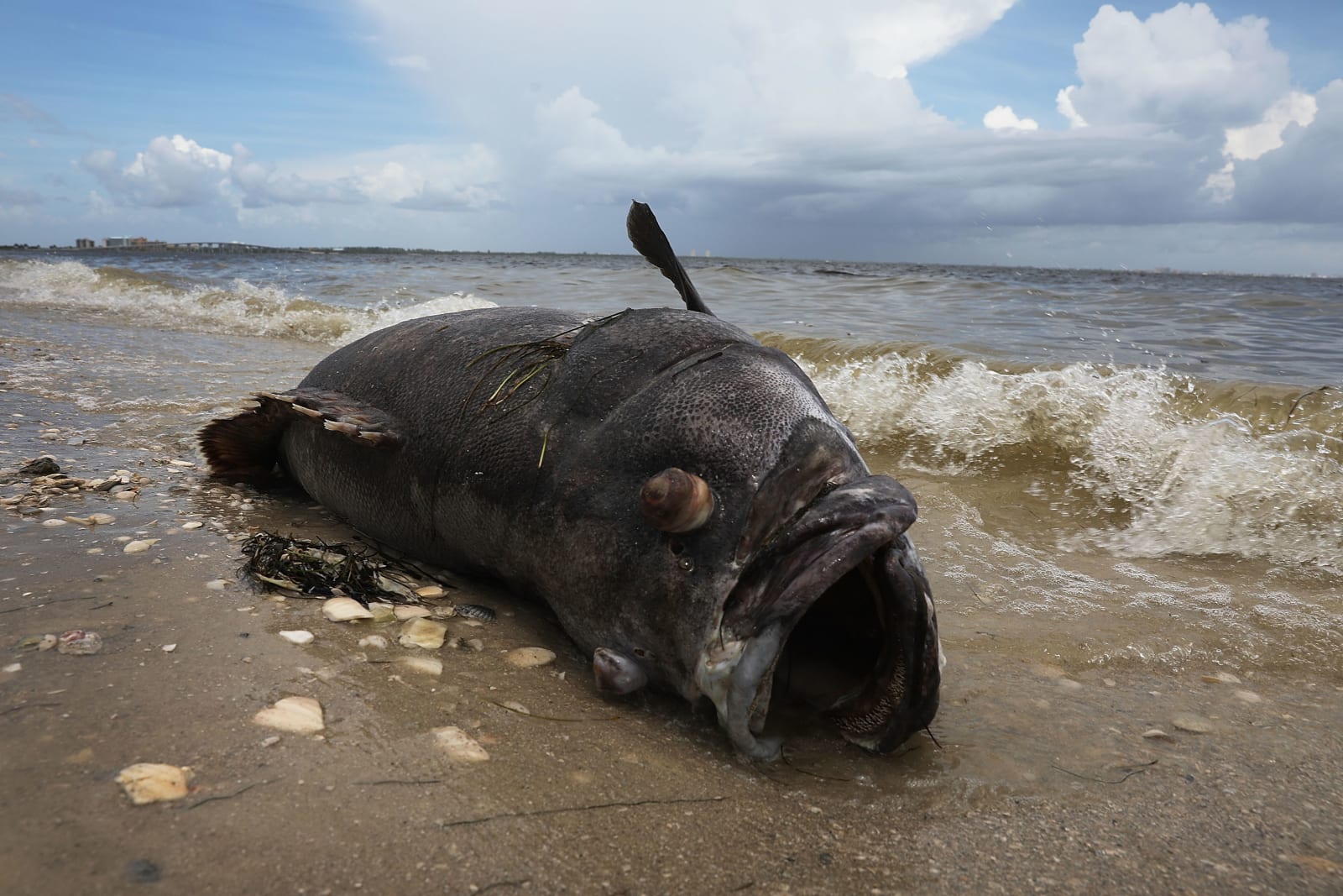 Toxic Red Tide On Florida's Southwest Coast Killing Hundreds Of Turtles And Fish