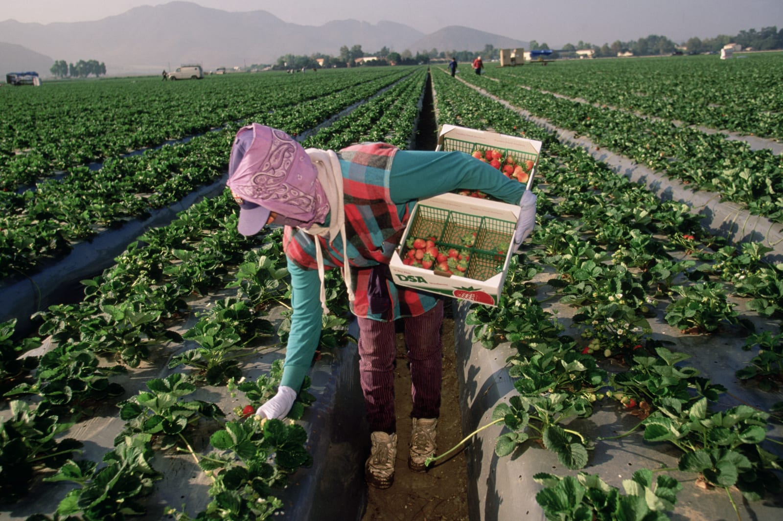 Migrant Worker Harvesting California Strawberries