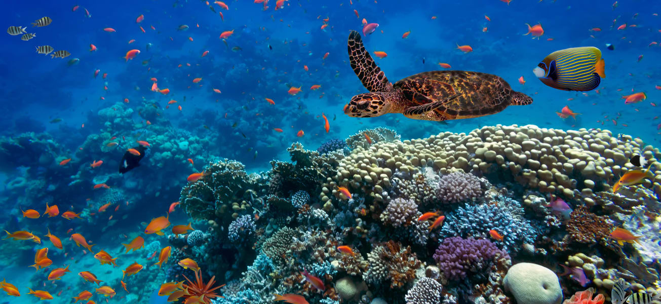 Tropical fish and turtle